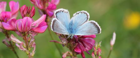 Blue butterfly on a pink flower
