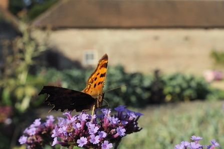 Comma butterfly feeding on purple Verbena flowers with a blurred cottage garden in the background.