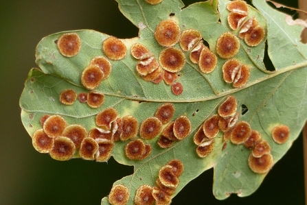 Close up of green leaf with orange circular growths