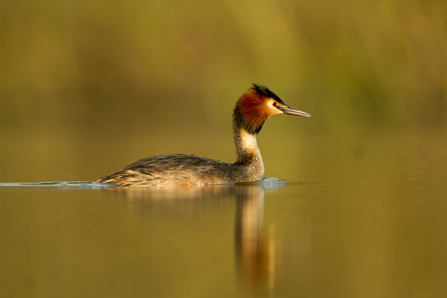 Great Crested Grebe on a lake at sunset