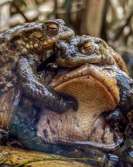 Three mottled brown Common Toads with golden-yellow eyes embracing