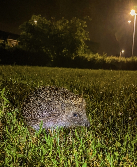 Photograph of a Hedgehog taken at night. The hedgehog is sitting on a patch grass lit by streetlights in the background.