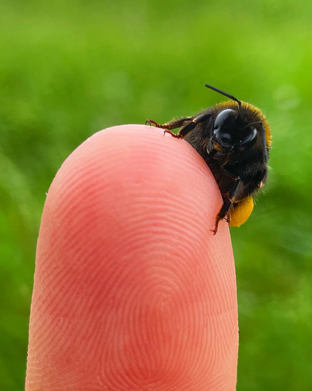 A close-up of a bumblebee sitting on a fingertip.