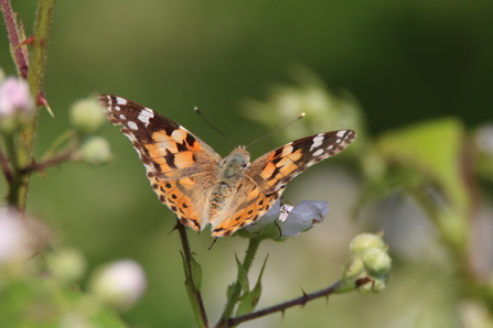 Painted Lady Butterfly sitting on a bramble
