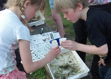A boy and a girl looking at pond creatures in a white plastic tray filled with pondater