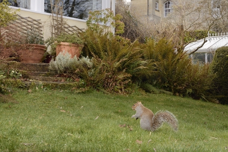 Grey Squirrel (grey squirrel has a silver-grey coat, with a brownish face and feet, and pale underside. It has a characteristically bushy tail ) on the green grass of a garden lawn. In the back ground are plants in terracotta pots olive green ferns and a yellow-painted house.  