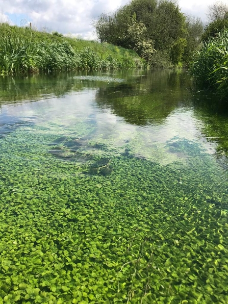 In the foreground are bright green Water Cress plants with rounded leaves as the River Stort stretches into the distance. There is light reflecting off of the river's surface and to the left and right are lush green banks.