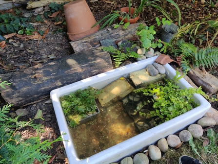 Small pond made in a sink in a garden setting