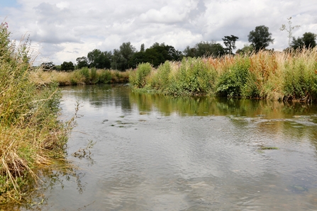 The River Beane at Woodhall Estate. It is a dry cloudy day the river Rib fills the centre of the photo with grassy banks dotted with pink flowered plants. I the background is a tree-lined horizon