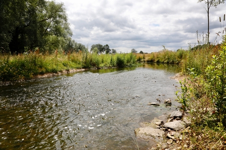 A wide, shallow section of the River Beane at Woodhall Estate. Its surface is ripples and on the banks are a mixture of brown grass and green vegetation.