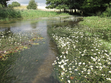 The clear waters of the River Mimram. The photo is taken from the centre of the river and there are white-flowering water plants in the river and there is vegetation on the banks. In the background is a cluster of trees that the river disappears into.