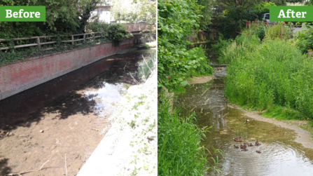 2 photographs side by side with labels before and after. On the before side the river is shallow in a straight channel bordered by bricks. On the after side the river is curved and is surrounded by lush green vegetation on its banks. In the foreground is a female Mallard duck and her 8 ducklings.