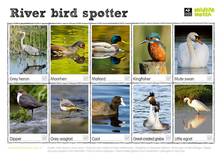 Spotter sheet consisting of a 5 by 2 grid containing different bird species found around wetlands.