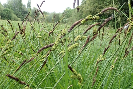 Close up of Scarce Tufted-Sedge growing