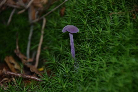 Small, bright purple mushroom growing amongst green moss.