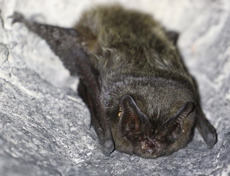 A bat with long and silky fur that is blackish-brown in colour, but with white tips. It has rounded ears that meet on the forehead, and a short, upturned nose, giving it a pug-like appearance.