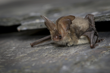 A bat with bat greyish-brown fur and characteristically big ears, nearly as long as its body crawling out from under a slate roof tile.