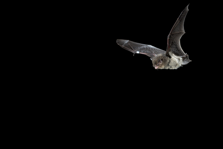 Bat flying at night with wings outstretched.