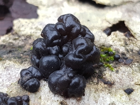 Shiny black fungus growing on dead wood.