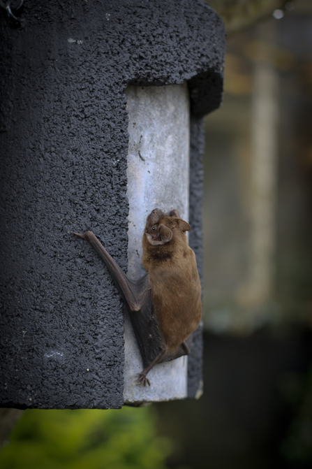 Bat with rich, golden-brown fur, with darker wings, ears and face sitting on a cylindrical bat box in the daytime.