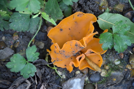 Bright orange fungus with curling edges growing on the ground.
