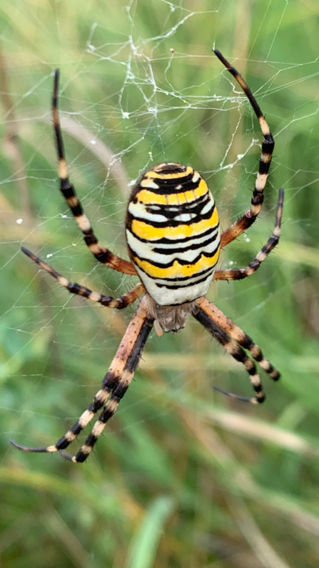 Black, yellow and white striped spider sitting on its faint, lacy web.