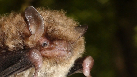 Close up of bats face