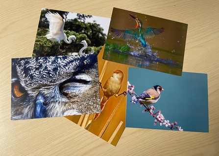 5 Postcards with different species of birds on laid out on a light coloured wooden table.