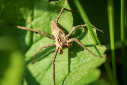 Nursery Web Spider 