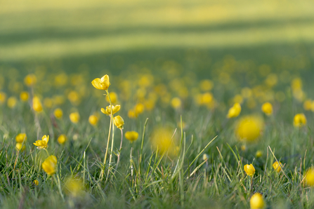 Yellow Buttercup flowers growing amongst grass