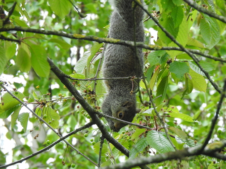 Grey Squirrel eating unripe cherries 