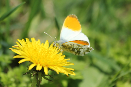 A white butterfly with orange wingtips. It is sitting on a round, yellow Dandelion flower with its wings 3/4 open.