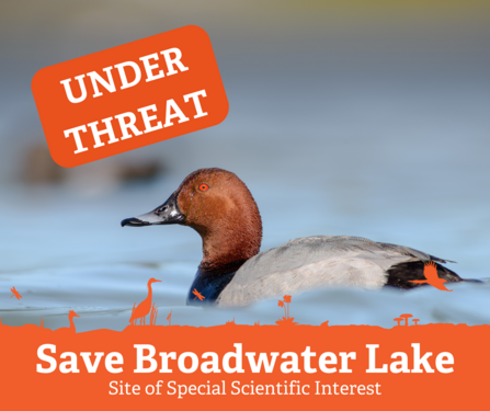 Brid on water with russet head and text saying Under Threat Save Broadwater Lake