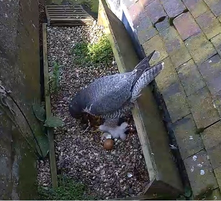 Peregrine Falcon with two chicks at St Albans Cathedral