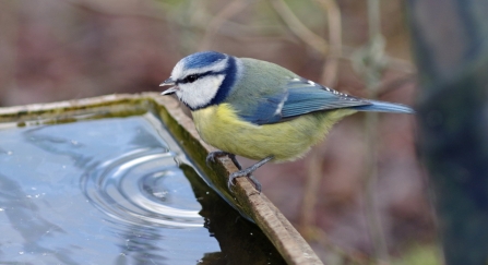 Blue Tit drinking bird bath