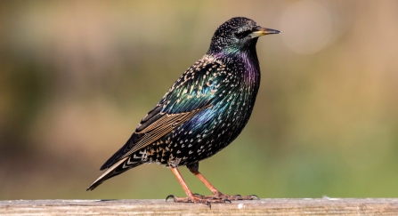 Starling on fence