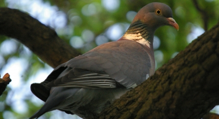 Woodpigeon in tree