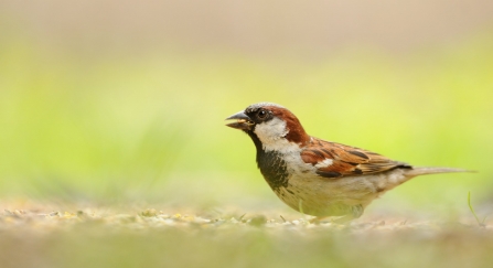 House Sparrow on ground