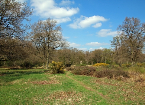 Hertfordshire Heath 