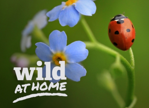 Wild At Home - minibeasts