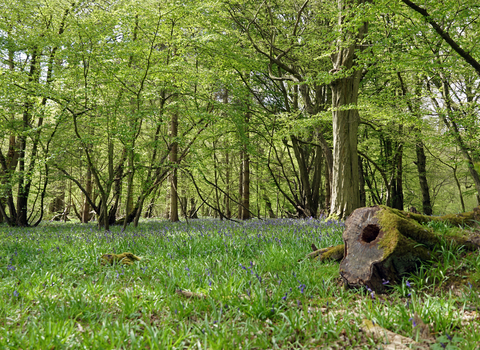 Astonbury Wood bluebell woodland