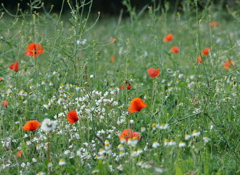 St albans wildflower meadow