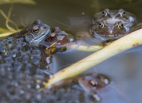 Common frogs 2(c) Tom Day