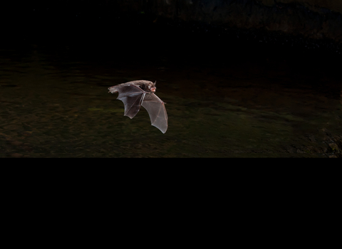 Daubenton Bat flying in the night's sky