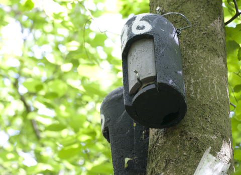 Cylindrical bat box hanging on the trunk of a tree.