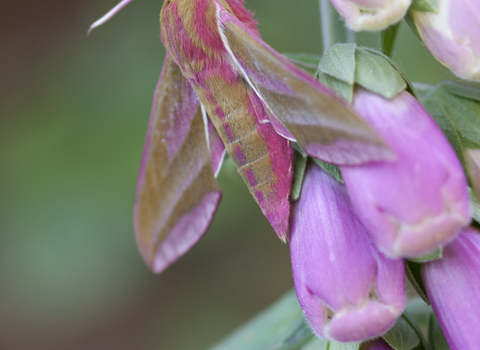 Pink and olive green moth sitting on long pink flowers of a Foxglove plant