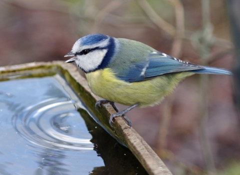 Blue Tit drinking bird bath