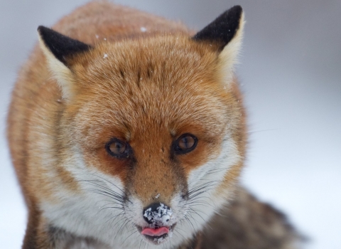 Fox with snowy nose