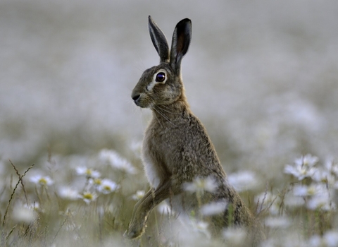 Brown hare in meadow