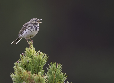 Meadow pipit singing